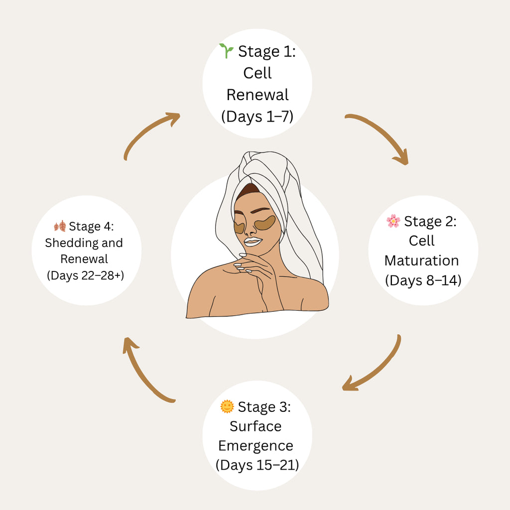 skin cycle explained